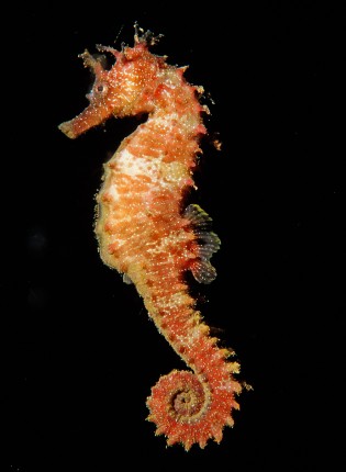 seahorse-head-shape-weird-and-wild-s691x945-c